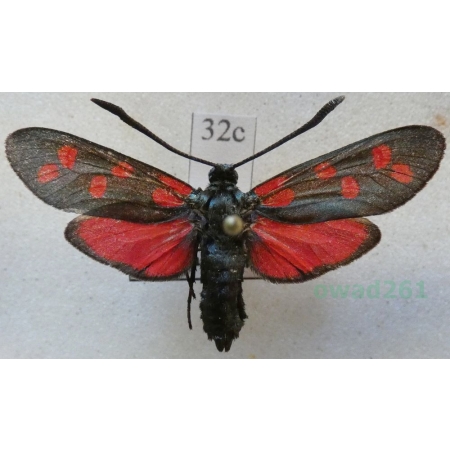 Zygaena filipendulae (Linnaeus, 1758) Kraśnik sześcioplamek Slovenia32c